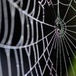 Telarañas en la Bases de Datos.  La importancia de establecer un buen posicionamiento profesional